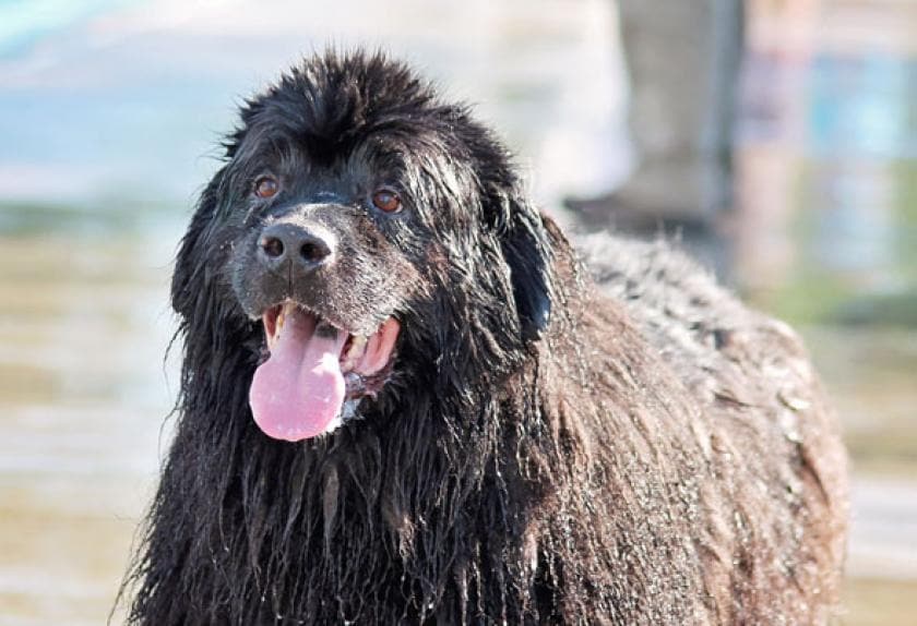 Top 10 Swimming Dog Breeds PetMD