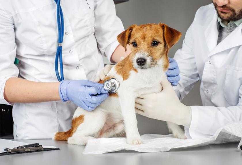 7 Signs of Rocky Mountain Spotted Fever in Dogs PetMD