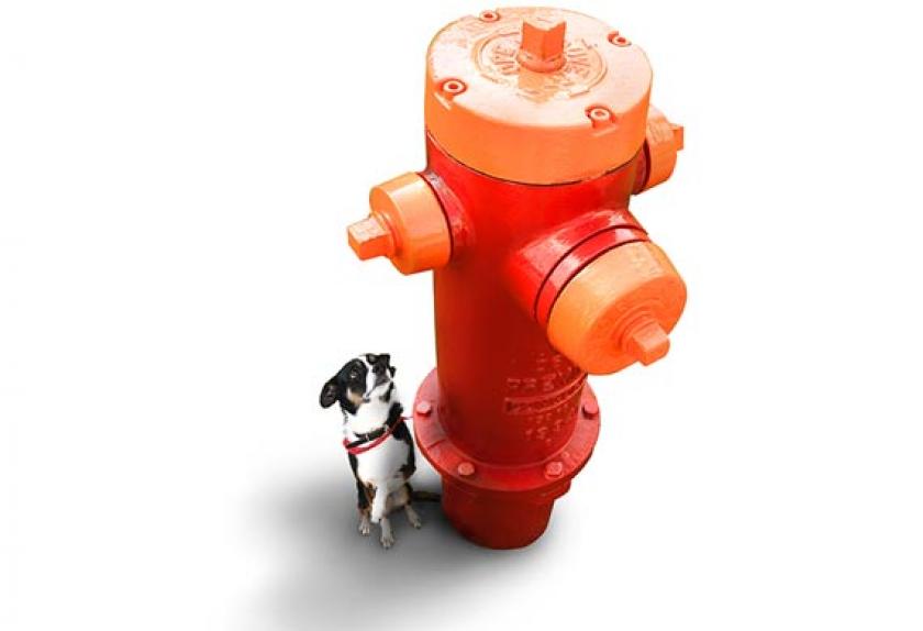 The Most Common Urinary Problems in Dogs PetMD