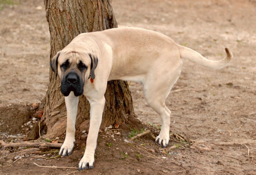 The Most Common Urinary Problems in Dogs PetMD