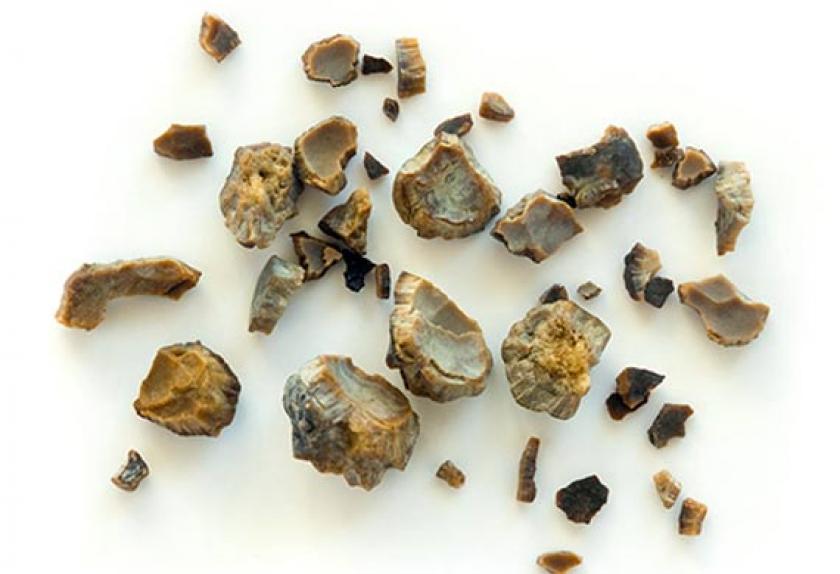 The Most Common Urinary Problems in Dogs PetMD