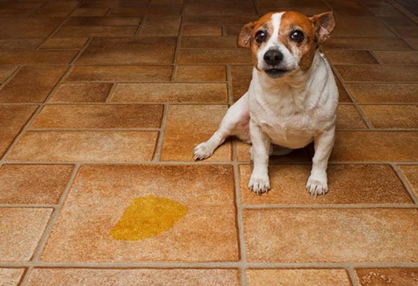 The Most Common Urinary Problems in Dogs PetMD