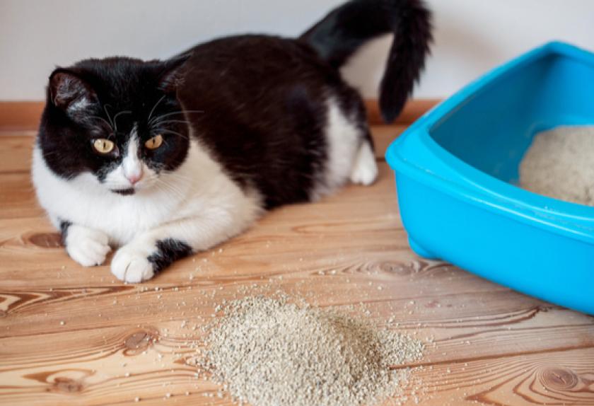10 Weird Cat Behaviors That Could Be Signs of a Sick Cat PetMD