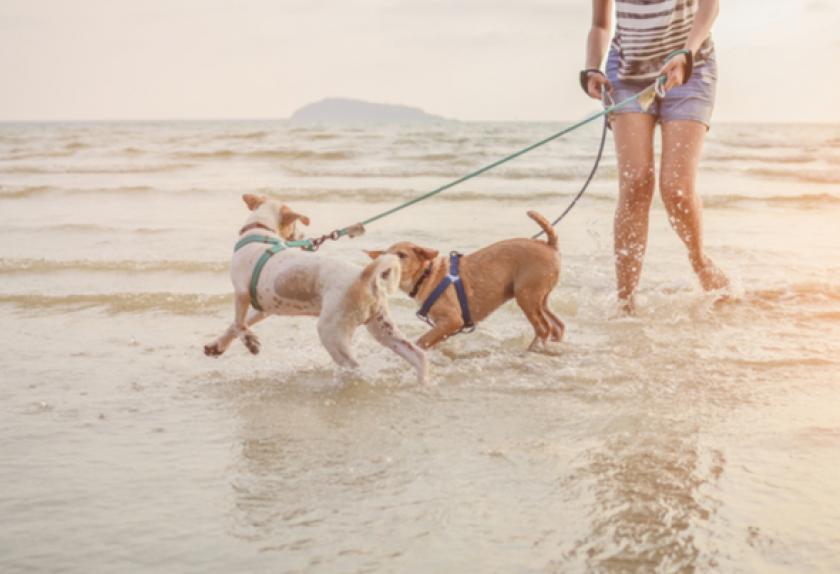 5 Pet Safety Tips for Taking Your Dog to the Beach