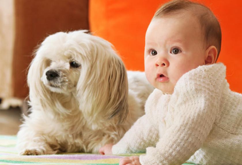 6 Ways to Get the Dog Ready for Your Baby PetMD