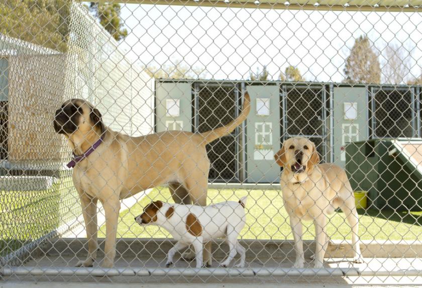 dog kennels overnight boarding near me