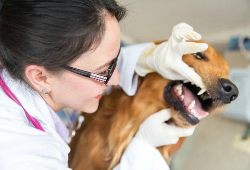 7 Reasons Your Dog Has Bad Breath PetMD