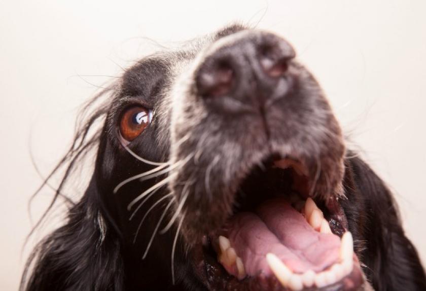 7 Reasons Your Dog Has Bad Breath PetMD