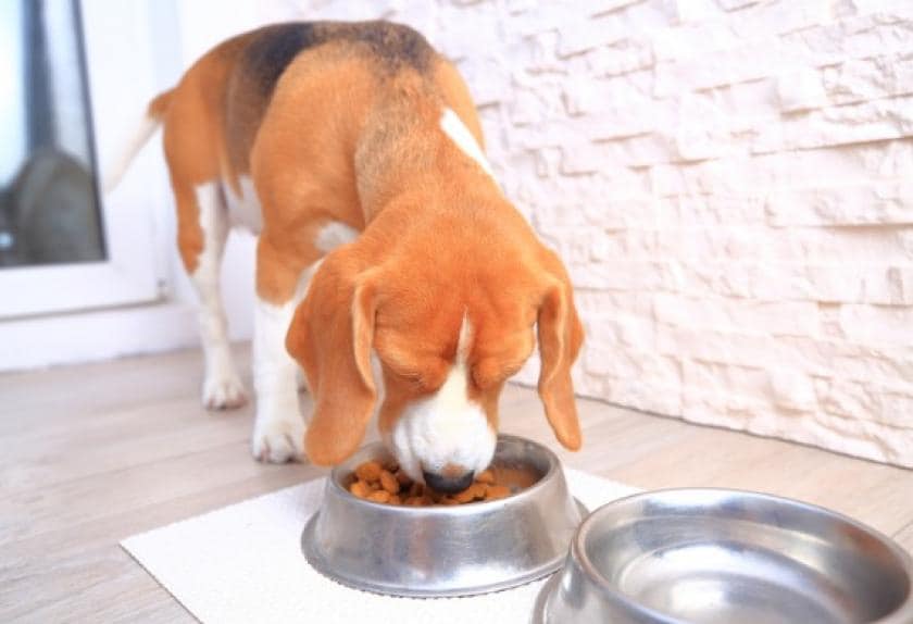 8 Simple Ways to Help Your Overweight Dog PetMD