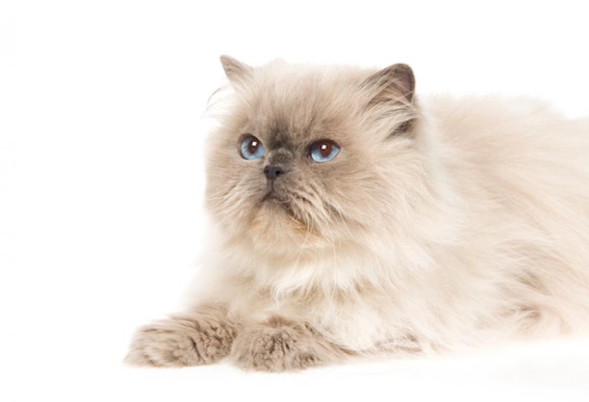 a cat with blue eyes