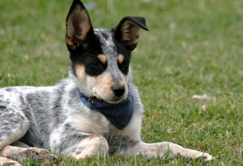 top 10 healthiest dog breeds