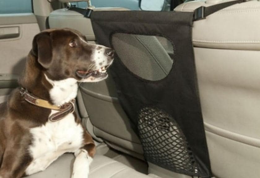 10 Car Safety Items for Your Pet PetMD