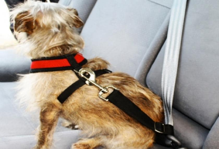 10 Car Safety Items for Your Pet PetMD