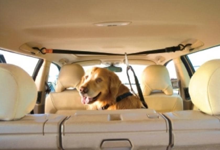 10 Car Safety Items for Your Pet PetMD