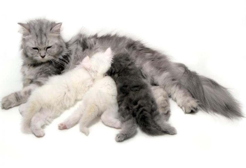 Cat Birthing Basics Delivering Kittens Safely PetMD