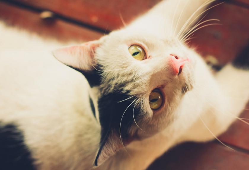 8 Common Ear Problems in Cats PetMD