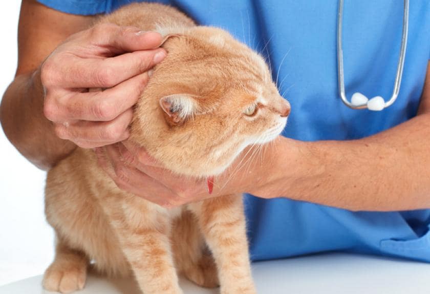 8 Common Ear Problems in Cats PetMD