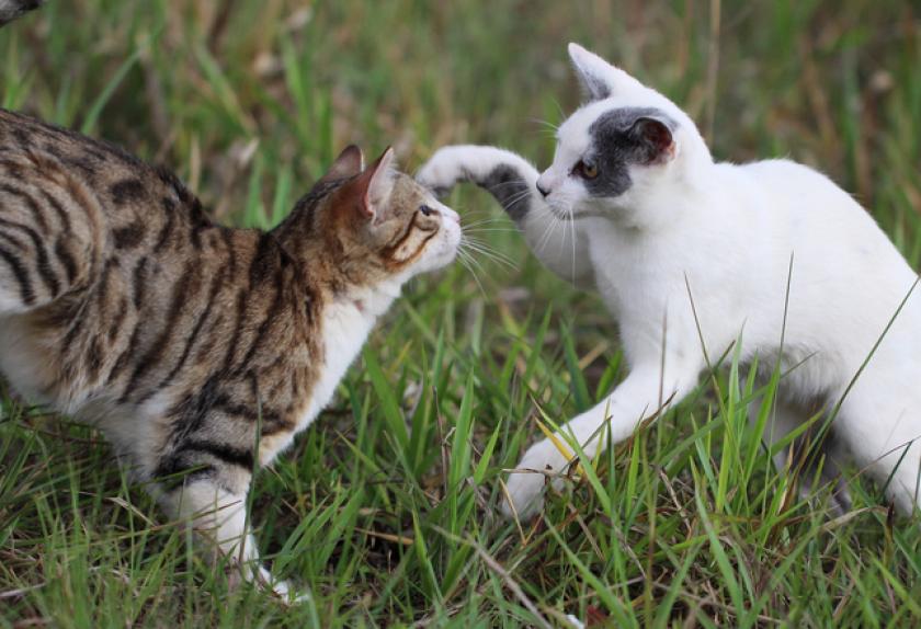 8 Common Ear Problems in Cats PetMD