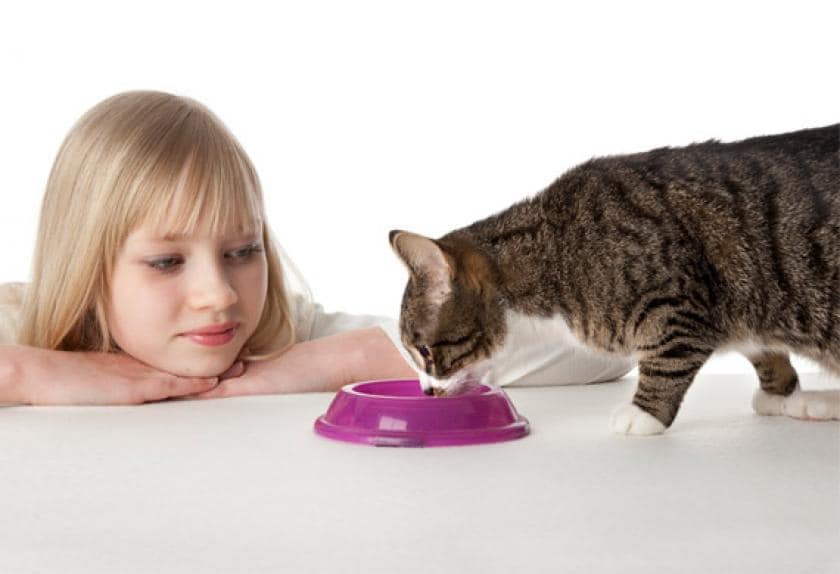 how to get a cat to drink water when sick