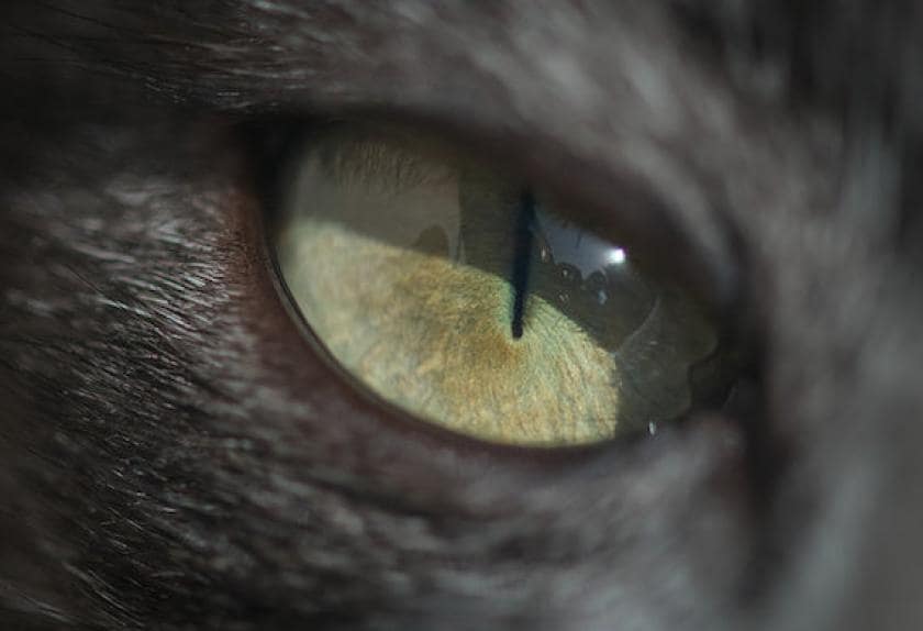 All About Cat Eyes PetMD