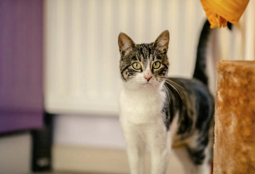 international cat care flutd