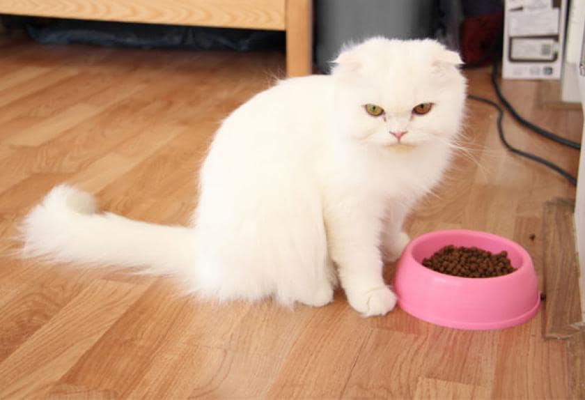 fatty foods for cats