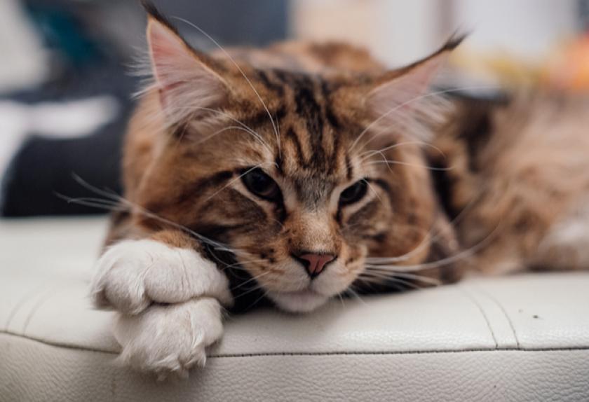 7 Common Disorders in Cats