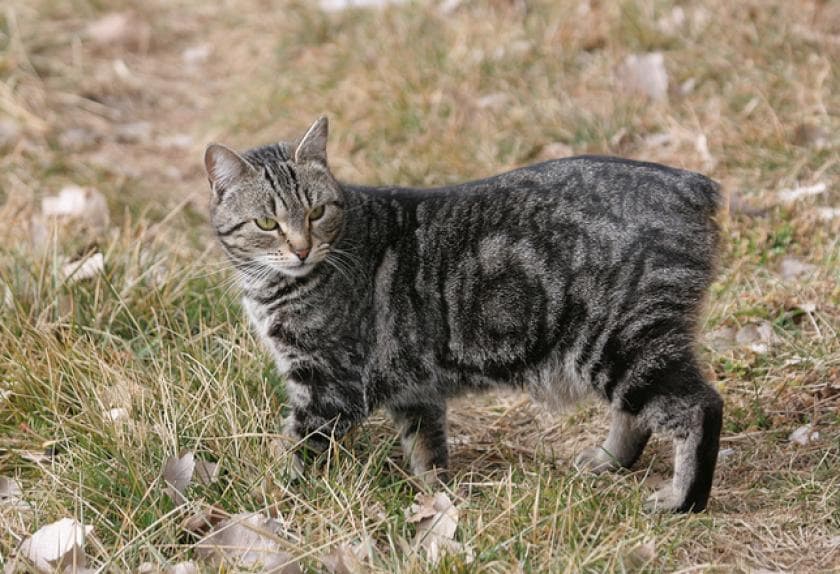 7 Common Disorders in Cats