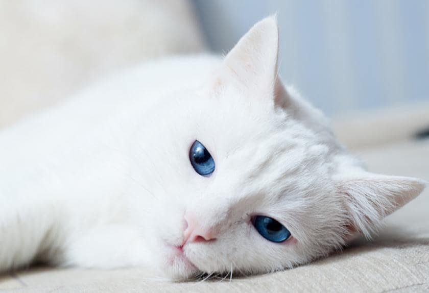 7 Common Disorders in Cats