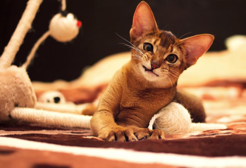 7 Common Disorders in Cats