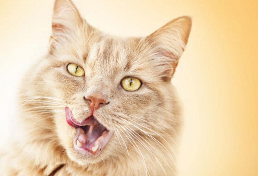 old cat constantly hungry