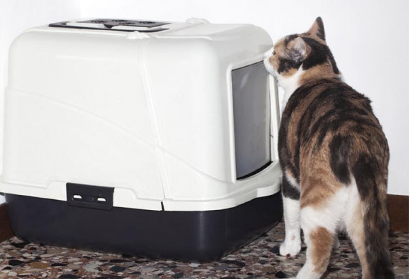 international cat care flutd