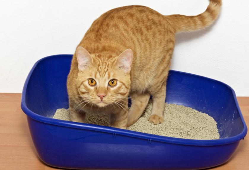 8 Weird Cat Litter Box Habits PetMD
