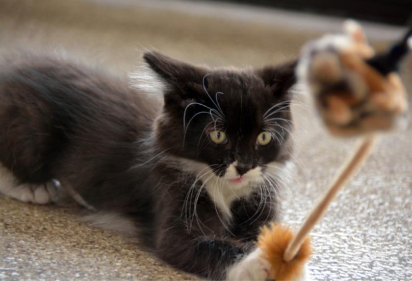 elastic string cat toy