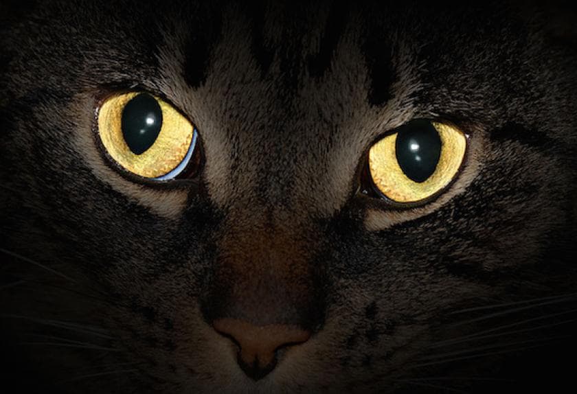 All About Cat Eyes PetMD