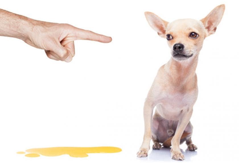 chihuahua peeing in house