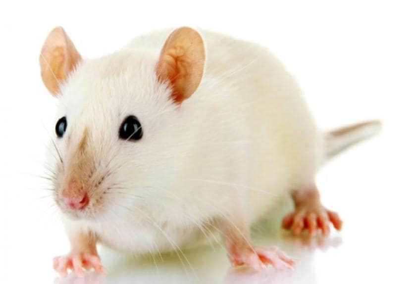 5 Best Classroom Pets PetMD