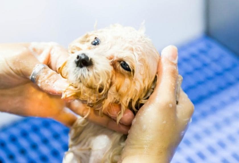 Clean Dog Breeds PetMD