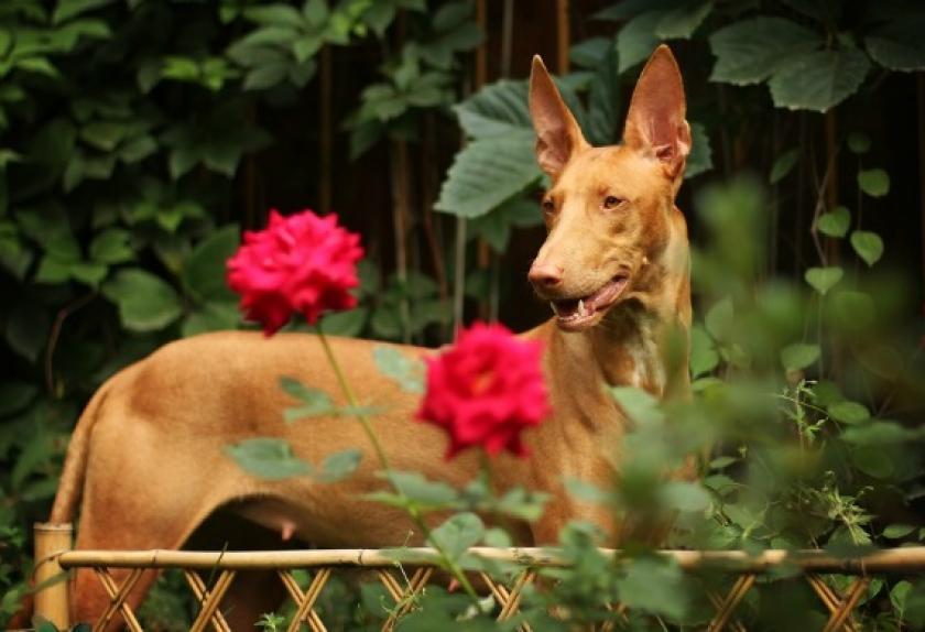 Clean Dog Breeds PetMD