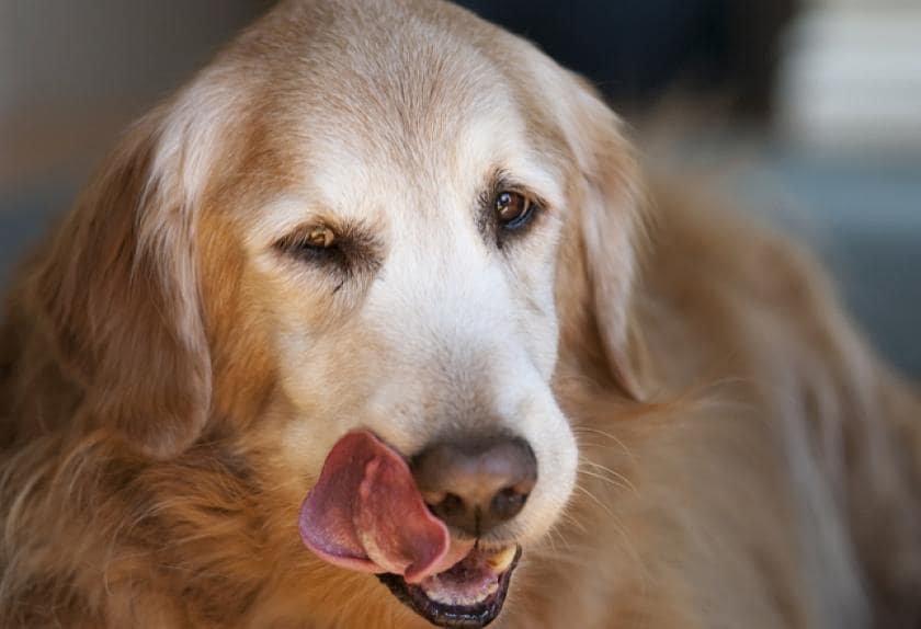 6 Common Mouth Conditions in Dogs | PetMD
