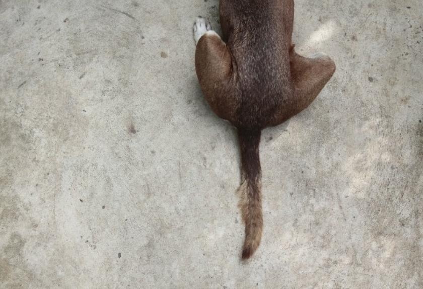 8 Common Tail Problems in Dogs PetMD