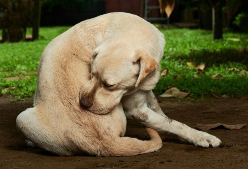 8 Common Tail Problems in Dogs PetMD
