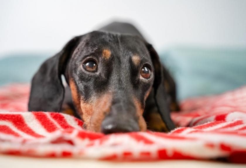 8 Dog Back Pain Remedies That Can Help 