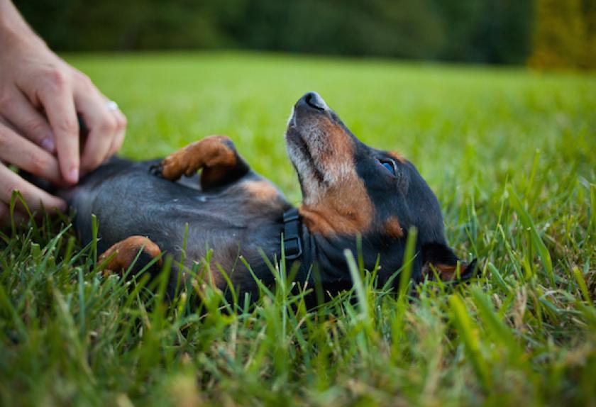 Seven Clinical Signs of Cushing’s Disease in Dogs Signs of