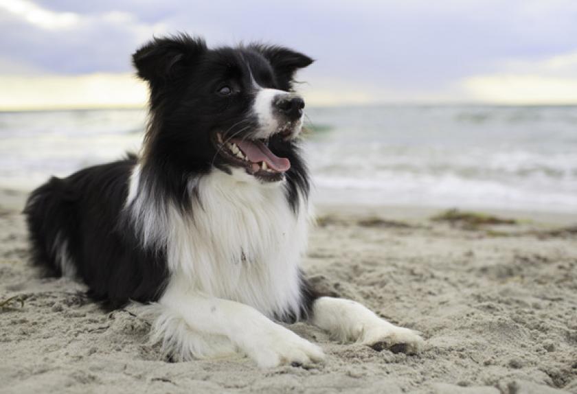 10 Healthiest Dog Breeds PetMD