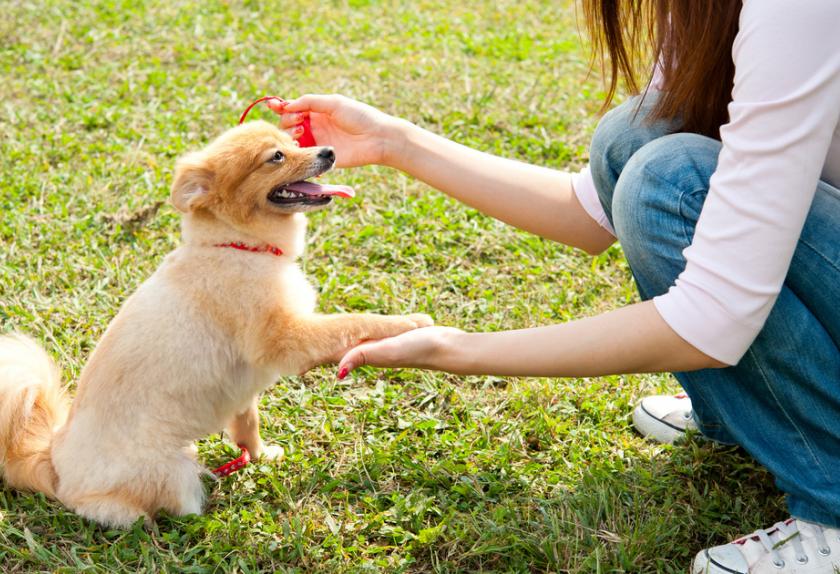 10 Easy Ways to Show Your Dog Affection PetMD