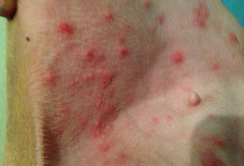 7 Common Bug Bites on Dogs and Cats PetMD