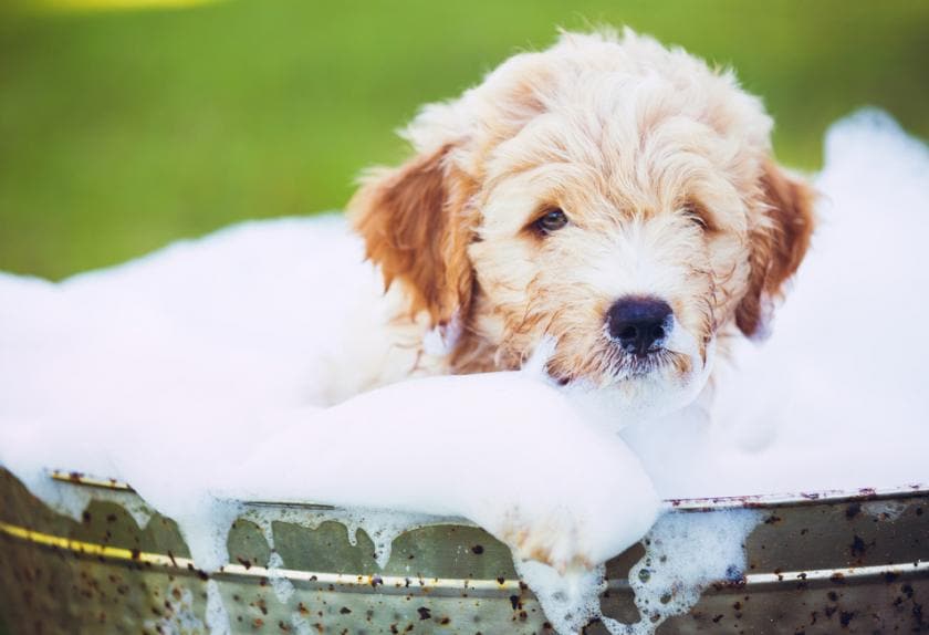 best way to bathe a puppy