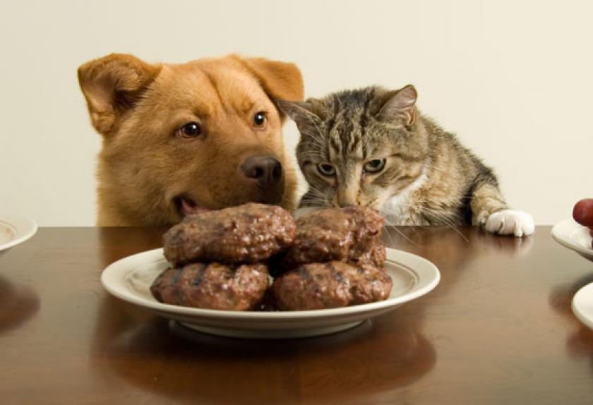Digestive Problems in Pets Causes, Signs and Treatments