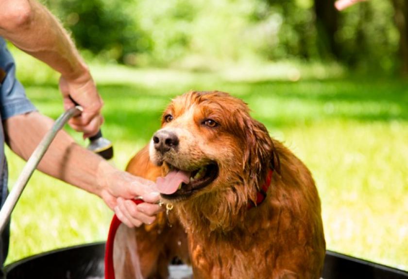 9 Ways to Stop Fleas From Biting Your Dog, From Flea
